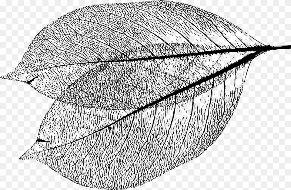 Morg Leaf Vector Line Art, Gray Png Image