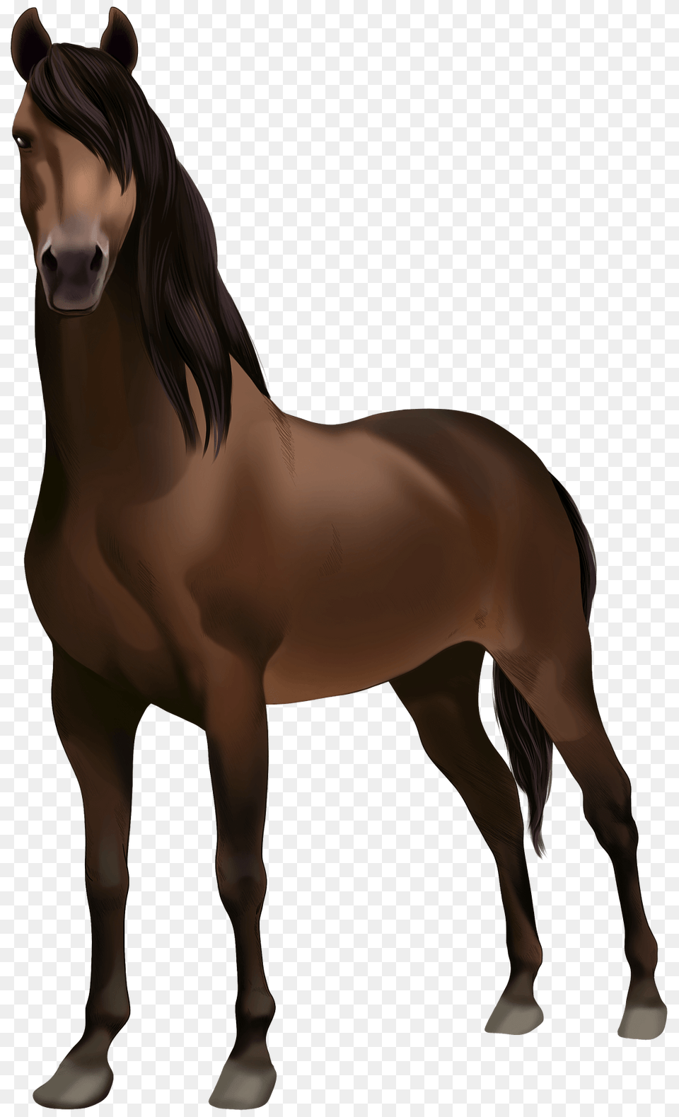 Morgan Horse Clipart, Animal, Colt Horse, Mammal, Stallion Free Transparent Png