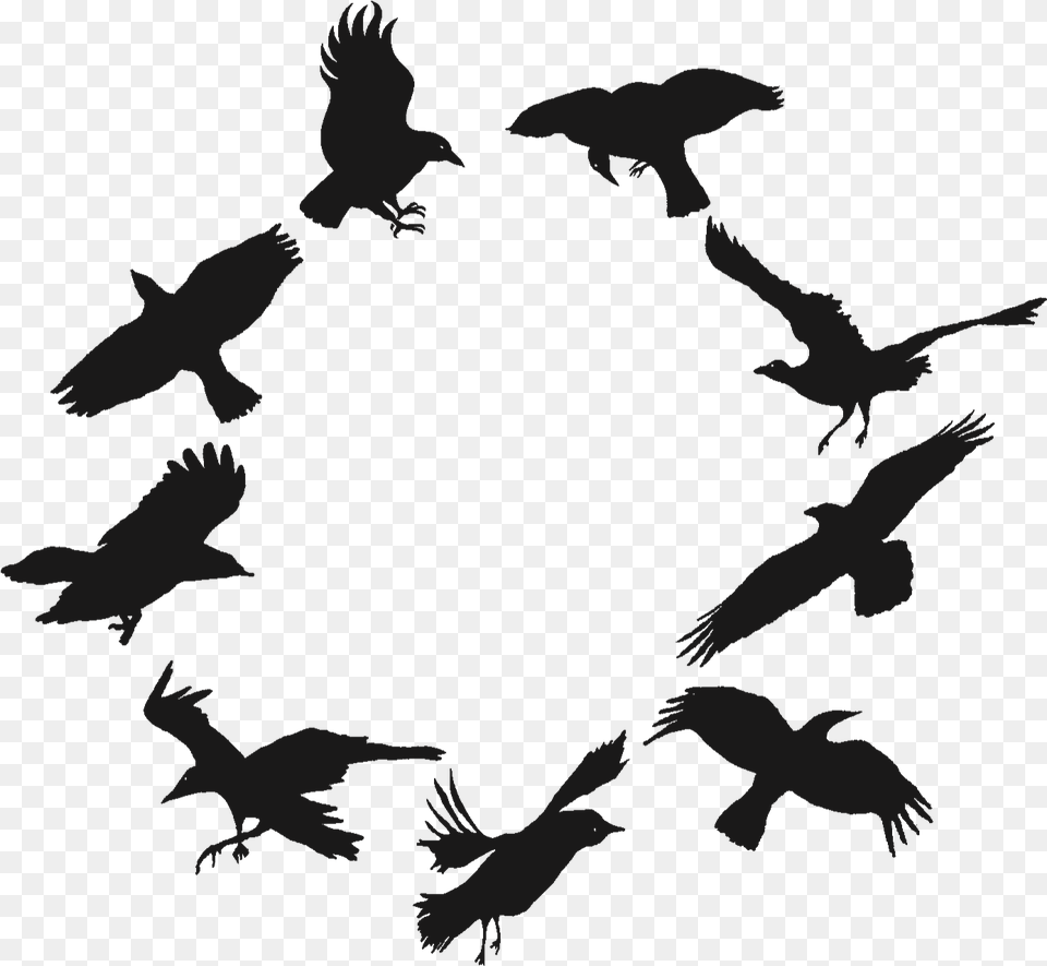 Morgen Crows Flock Crows, Animal, Bird, Flying, Vulture Png
