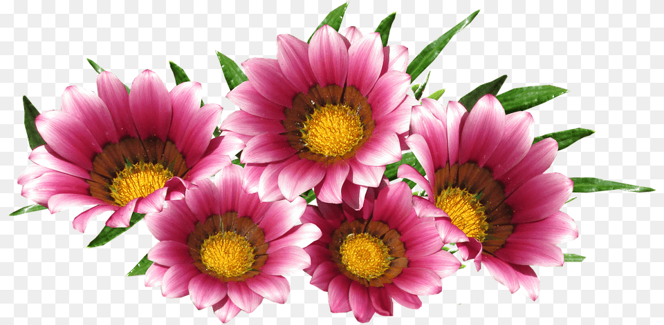 Morgenkreis Clipart Of Flowers Misc Flower Red, Plant, Treasure Flower, Daisy Png