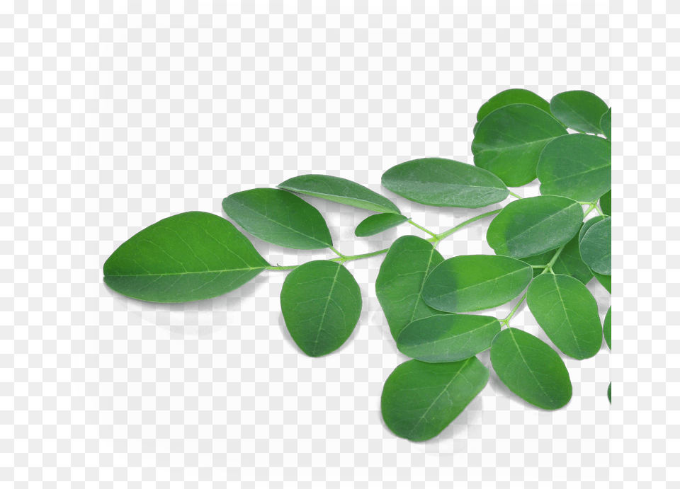 Moringa Oleifera 90 Caps Moringa Oleifera Leaf, Herbal, Herbs, Plant, Flower Free Transparent Png