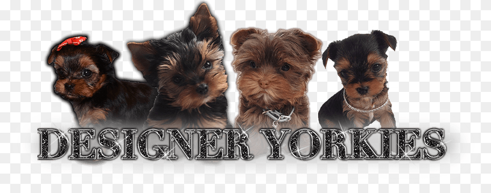 Morkie, Animal, Canine, Dog, Mammal Free Transparent Png