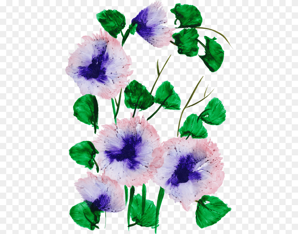 Morning Glory, Anemone, Flower, Plant, Petal Png Image