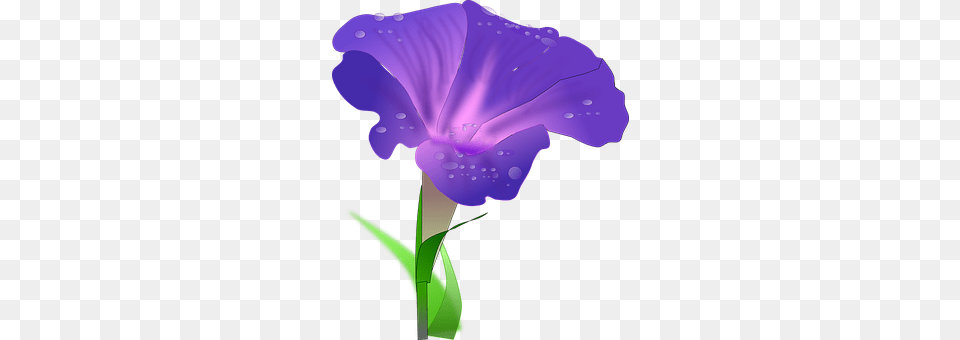 Morning Glory Flower, Iris, Petal, Plant Png Image