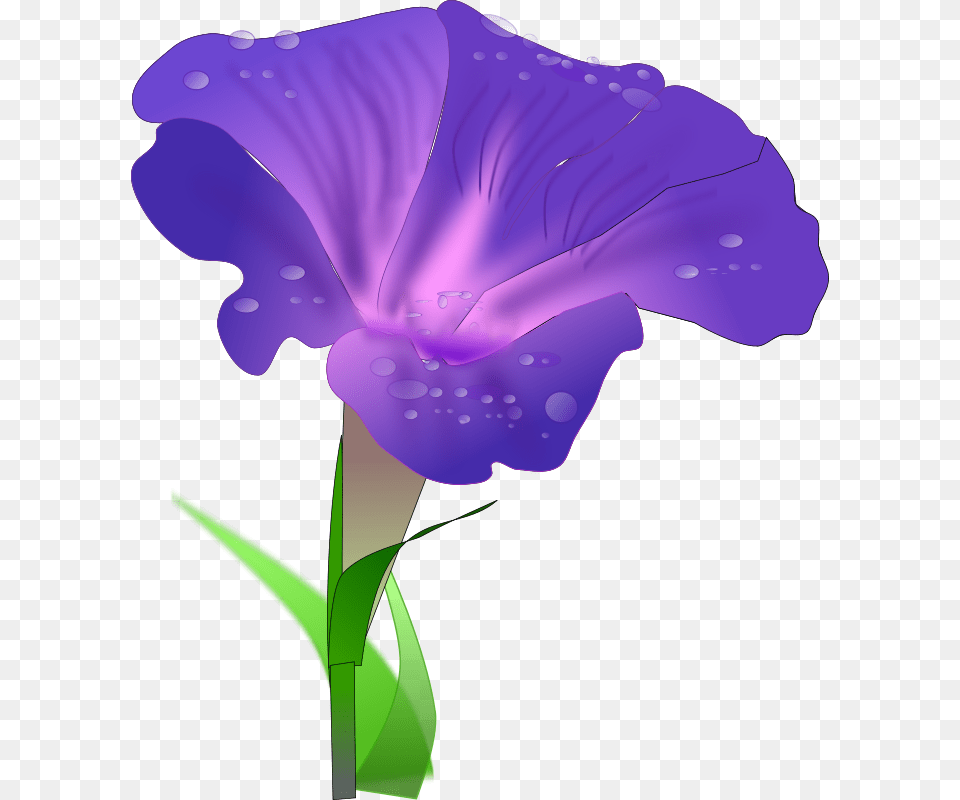 Morning Glory, Flower, Iris, Petal, Plant Free Png