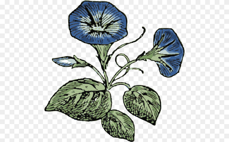 Morning Glory Clip Art, Flax, Flower, Plant, Petal Free Png Download
