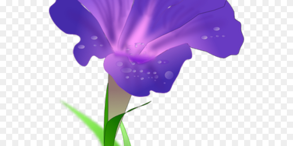 Morning Glory Clipart Marigold Flower Morning Glory Images Drawing, Iris, Plant, Purple, Petal Png