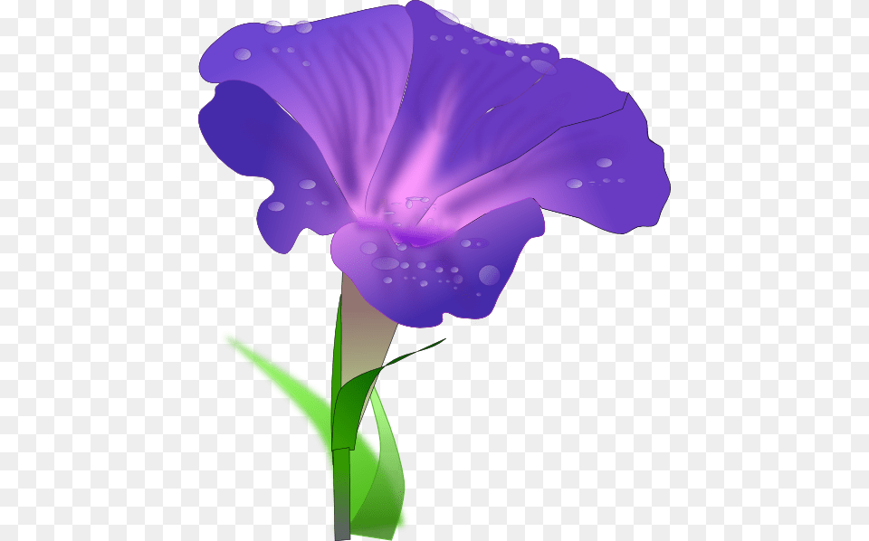 Morning Glory Flower Clip Art, Iris, Petal, Plant, Purple Free Transparent Png