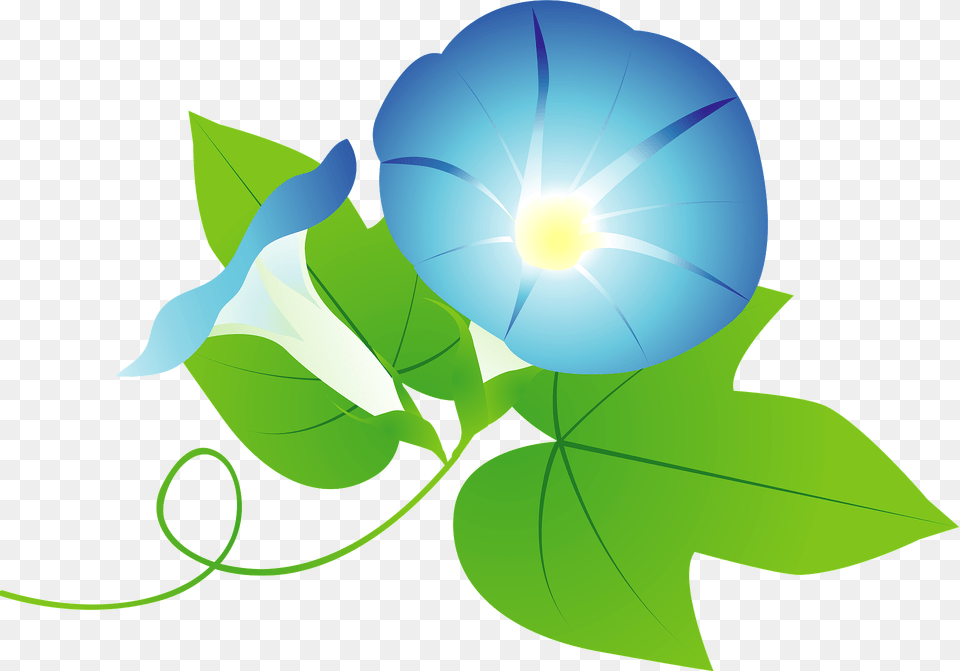 Morning Glory Flower Clipart, Graphics, Art, Plant, Leaf Free Png Download