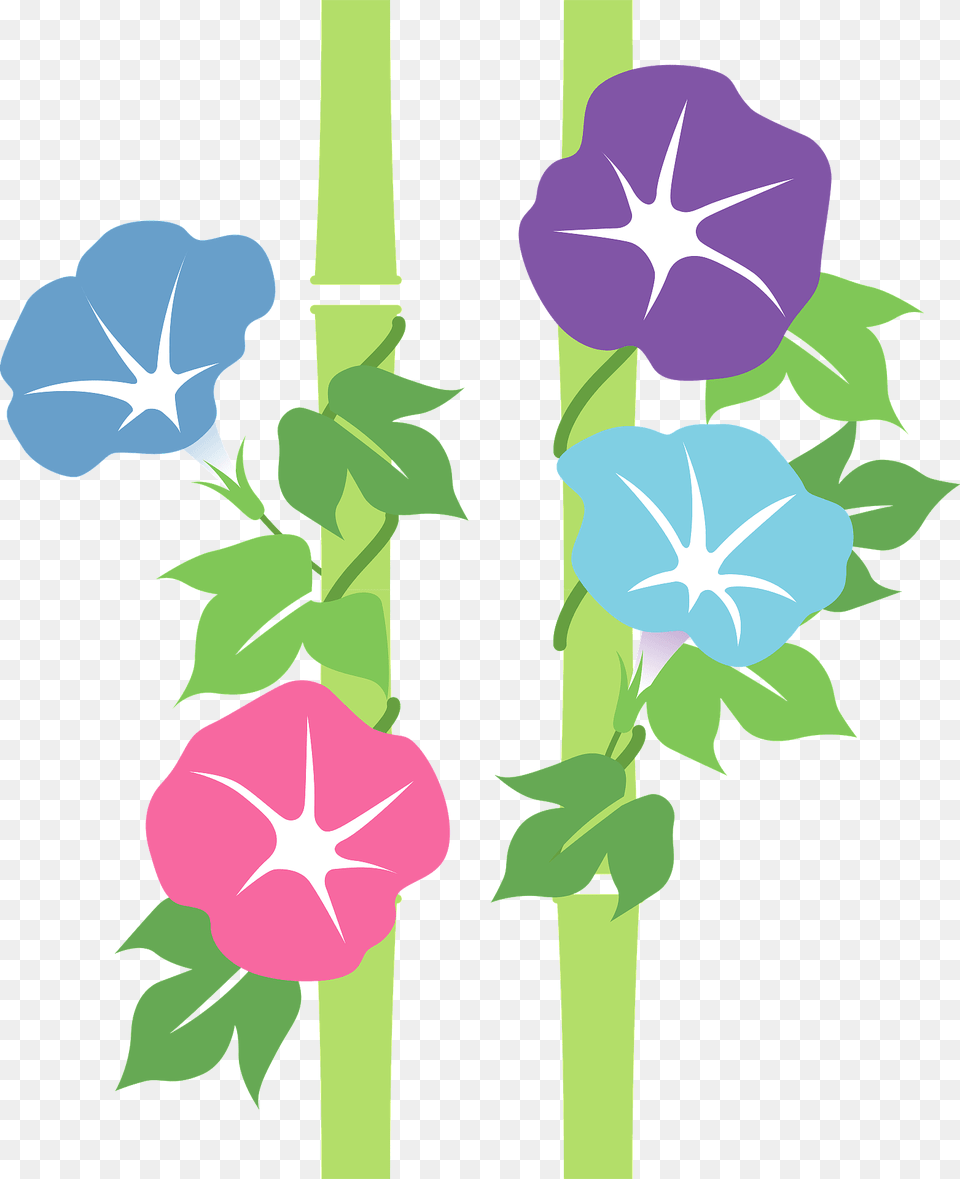 Morning Glory Flower Clipart, Plant, Leaf Png Image