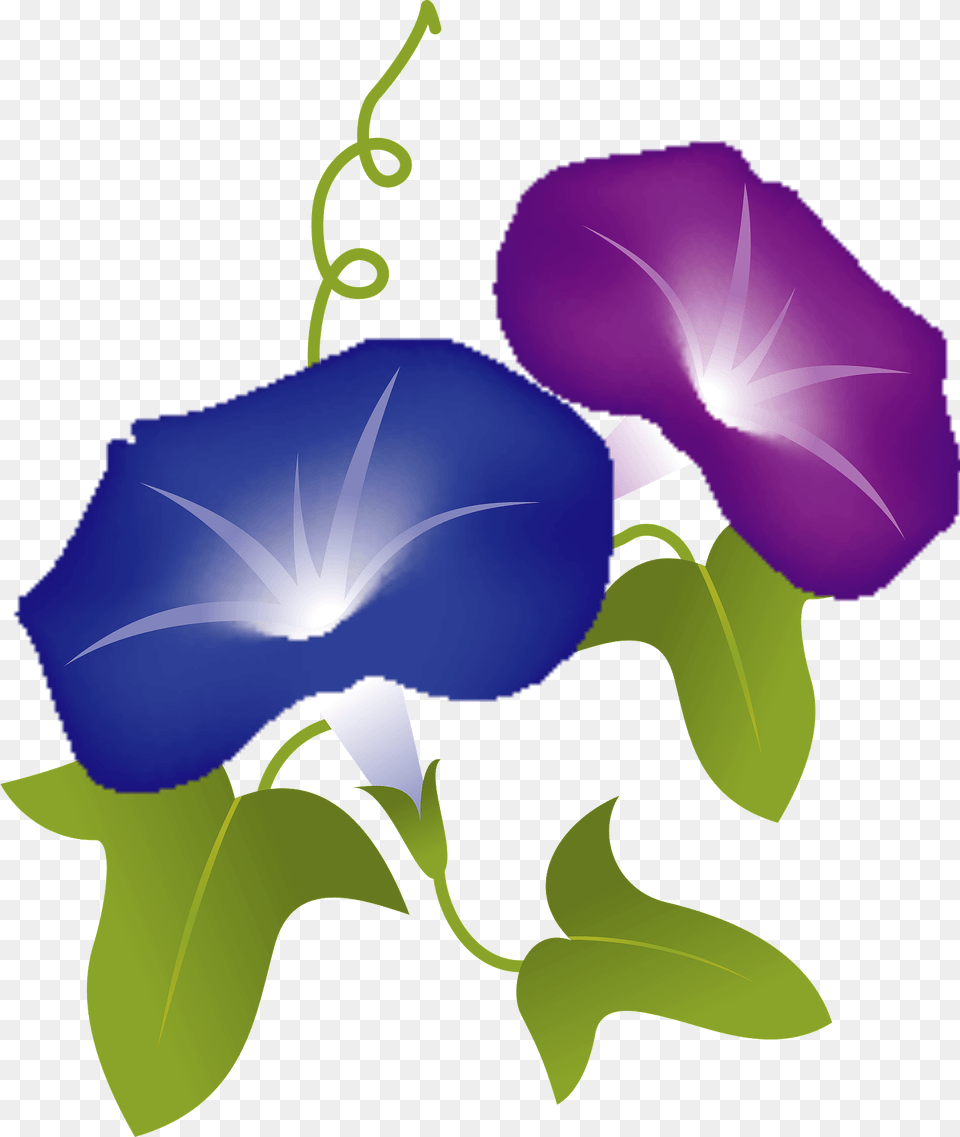 Morning Glory Flower Clipart, Plant, Art, Graphics, Petal Free Png
