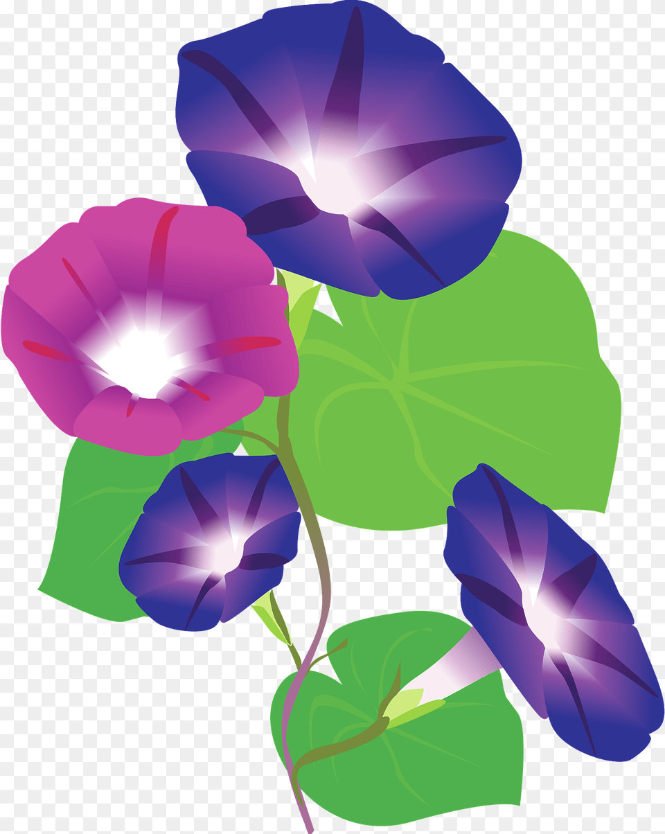 Morning Glory Flower Clipart, Purple, Anemone, Plant, Geranium Png