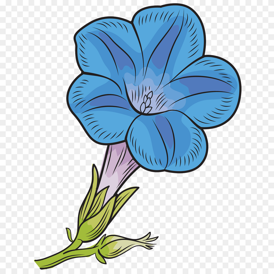 Morning Glory Flower Clipart, Geranium, Plant, Petal, Art Free Png Download