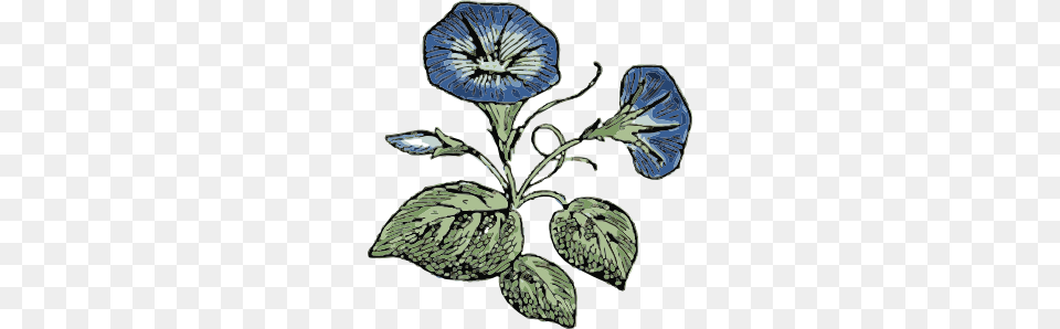 Morning Glory Flowers Clip Art, Flax, Flower, Plant, Leaf Png Image
