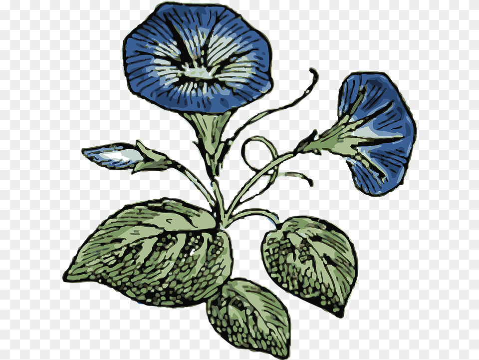 Morning Glory Flowers Vector Graphic On Pixabay Morning Glory Clip Art, Flax, Flower, Plant, Pattern Free Transparent Png