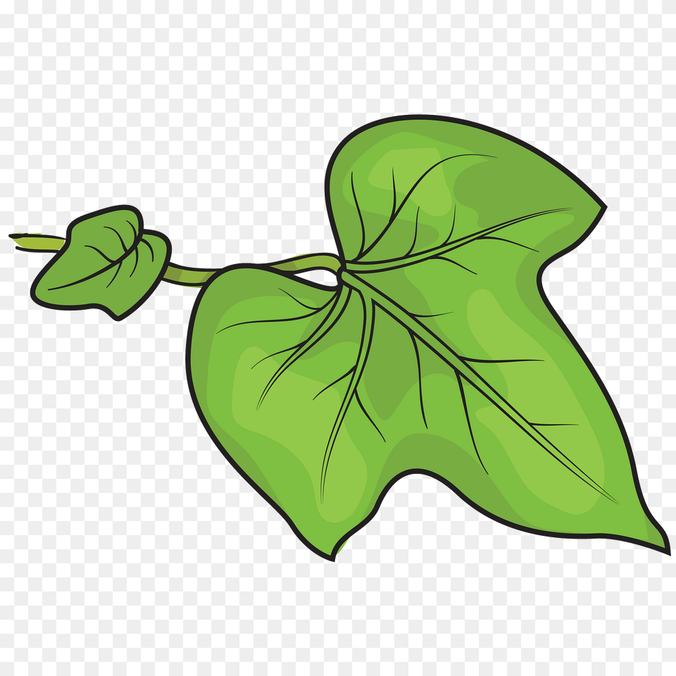 Morning Glory Leaf Clipart, Plant, Tree, Ivy Free Transparent Png