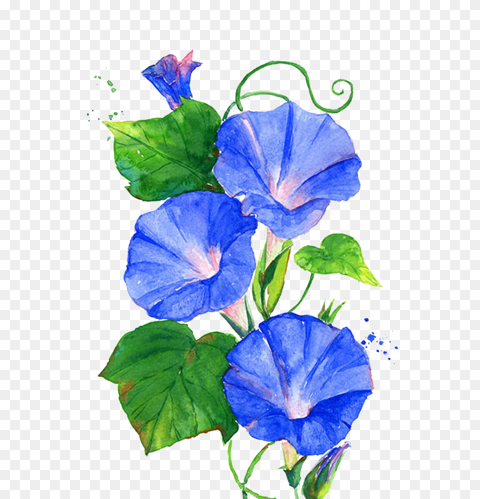 Morning Glory Vine Morning Glory Flower Clipart, Acanthaceae, Geranium, Plant, Rose Free Transparent Png