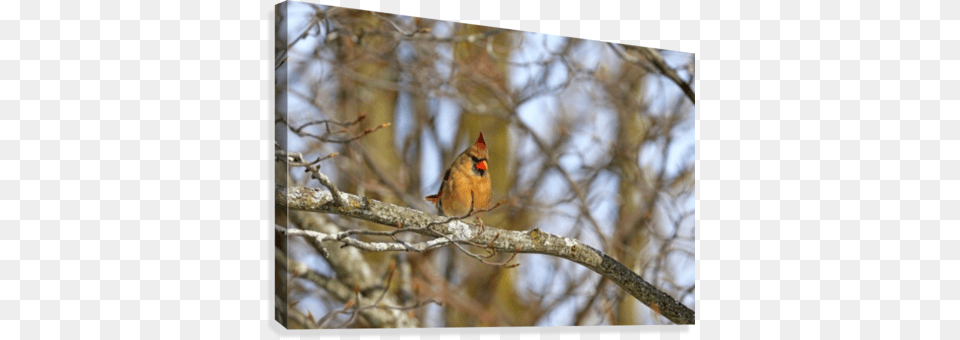 Morning Light Female Cardinal Canvas Print Goldfinch, Animal, Beak, Bird, Finch Free Transparent Png