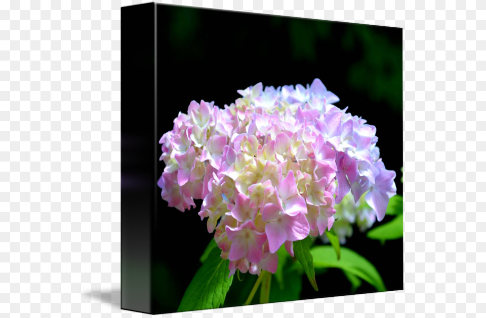 Morning Whisper Hydrangea Hydrangea, Flower, Flower Arrangement, Flower Bouquet, Geranium Free Png Download