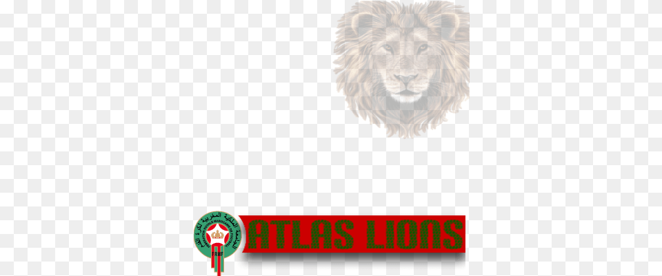 Moroccan National Team Lions Royal Moroccan Football Federation, Animal, Lion, Mammal, Wildlife Free Transparent Png