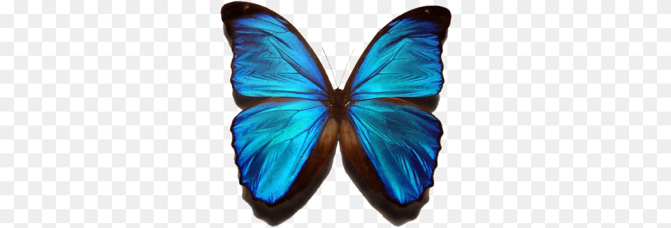 Morpho And Vectors For Free Download Dlpngcom Transparent Background Butterfly, Animal, Insect, Invertebrate, Person Png Image