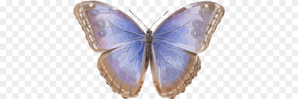 Morpho Helenor Menelaus Blue Morpho, Animal, Butterfly, Insect, Invertebrate Free Transparent Png