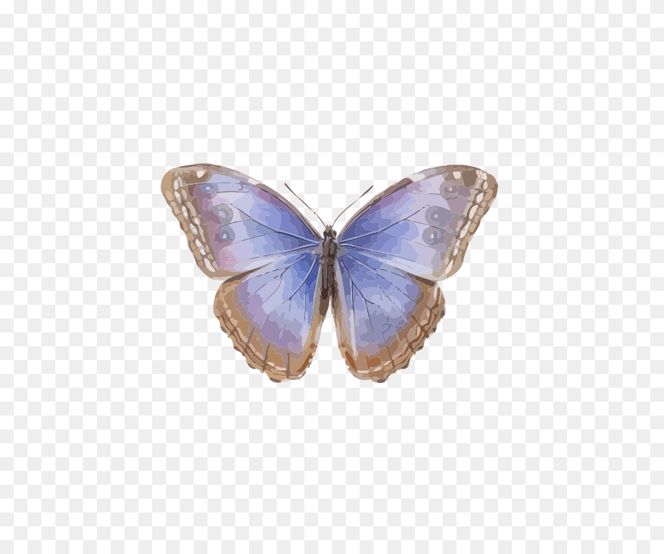 Morpho Helenor Octavia, Animal, Butterfly, Insect, Invertebrate Free Png Download