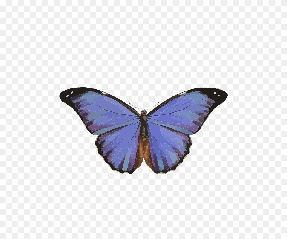 Morpho Menelaus, Animal, Butterfly, Insect, Invertebrate Free Transparent Png