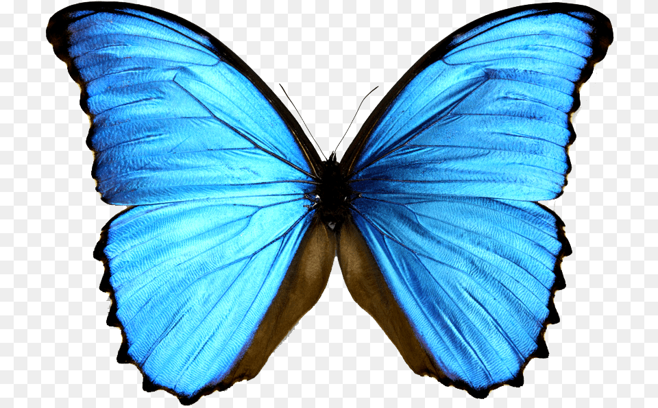 Morpho Menelaus Morphinae Blue Blue And Black Butterfly, Animal, Insect, Invertebrate, Person Png