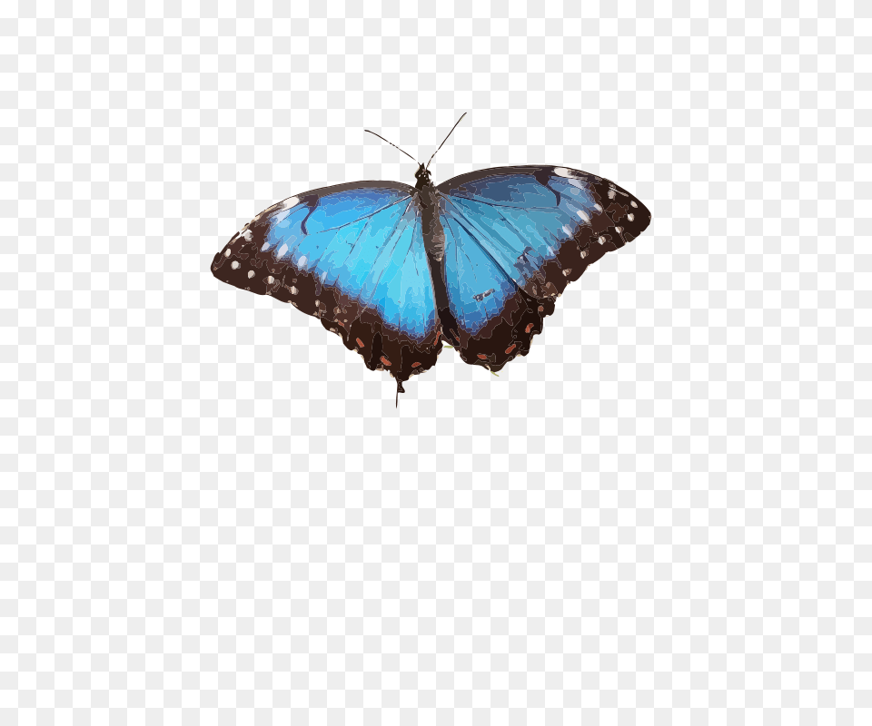 Morpho Peleides, Animal, Butterfly, Insect, Invertebrate Free Png Download