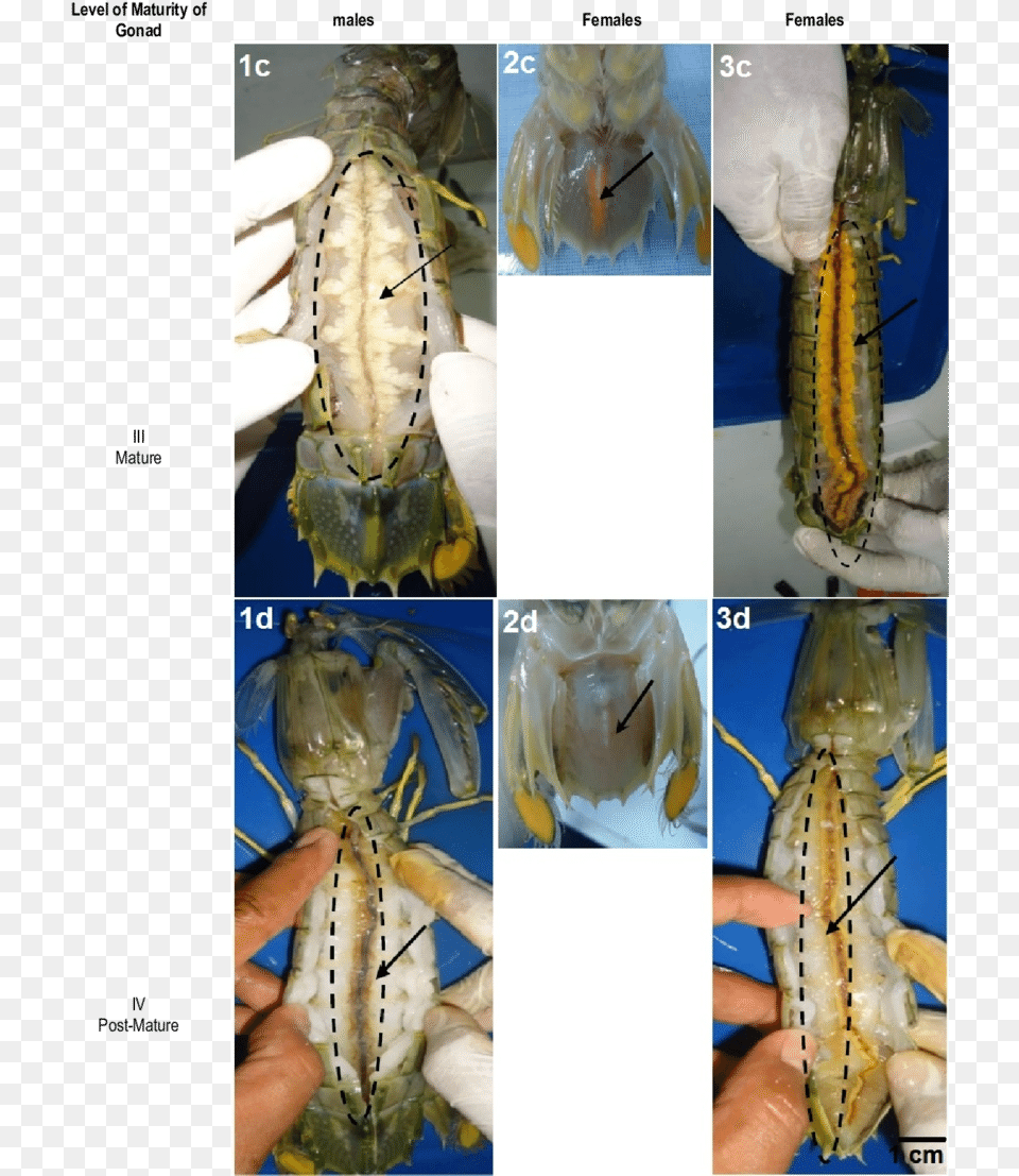 Morphology Of Mantis Shrimp, Art, Collage, Animal, Insect Free Transparent Png