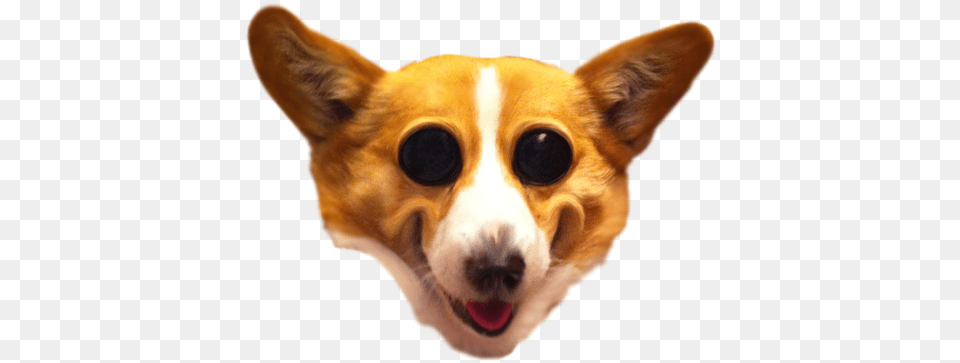 Mosaictemplate Dog Head Transparent Background, Animal, Canine, Mammal, Pet Free Png