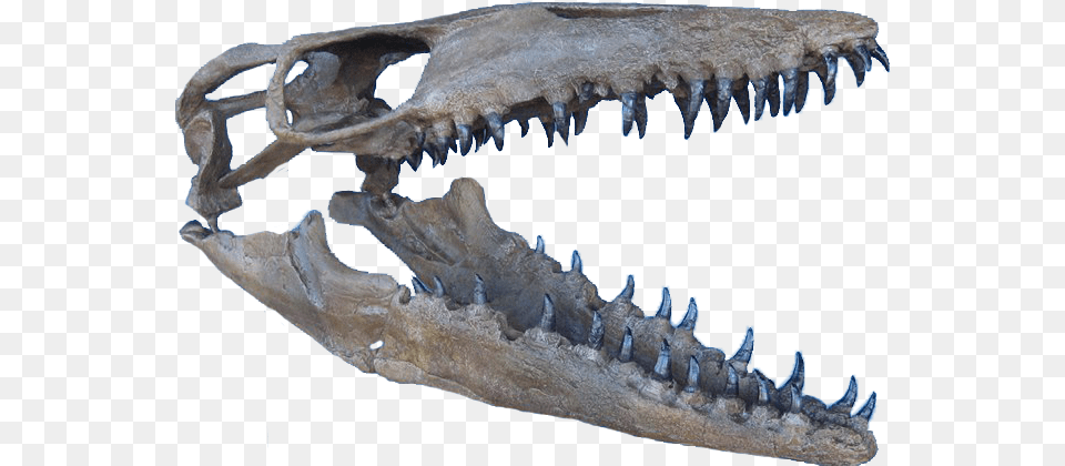 Mosasaurus Dentadura De Mosasaurio, Animal, Dinosaur, Reptile Free Png