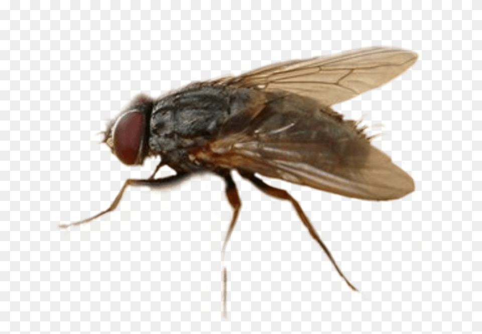 Mosca Freetoedit House Fly, Animal, Insect, Invertebrate Free Transparent Png