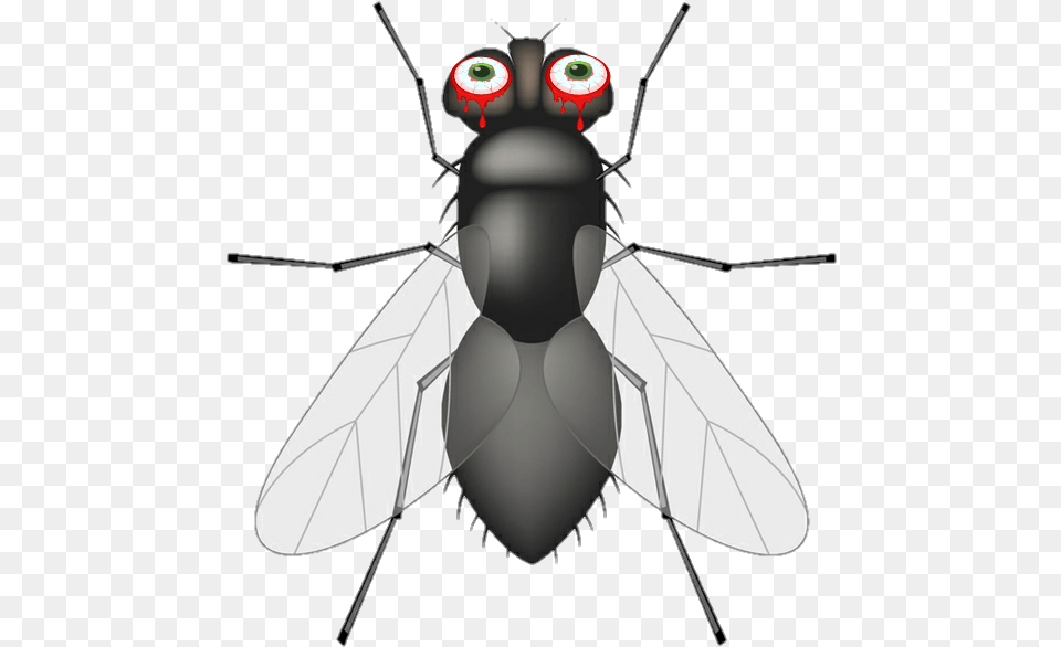 Mosca Insects And Bugs, Animal, Fly, Insect, Invertebrate Free Png