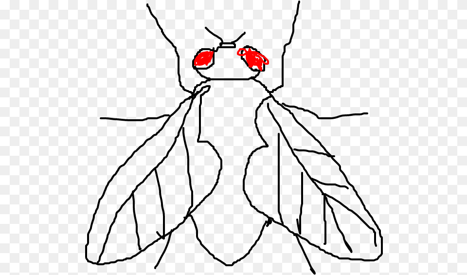 Mosca Moth Free Png