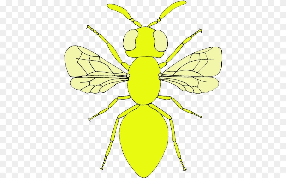 Moscas Net Winged Insects, Animal, Bee, Insect, Invertebrate Free Transparent Png