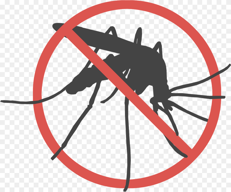 Mosquito, Animal, Insect, Invertebrate Free Png