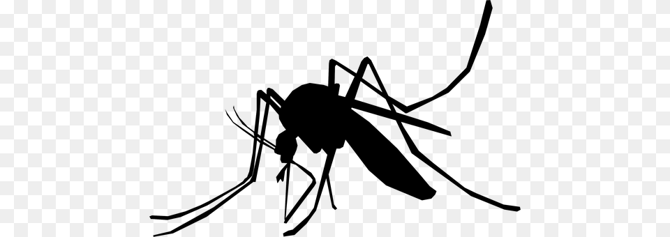 Mosquito Gray Free Transparent Png