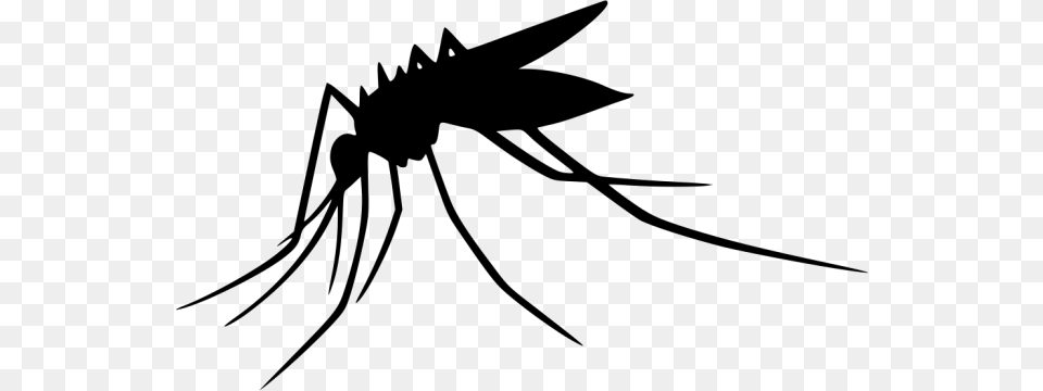 Mosquito, Animal, Insect, Invertebrate, Bow Png