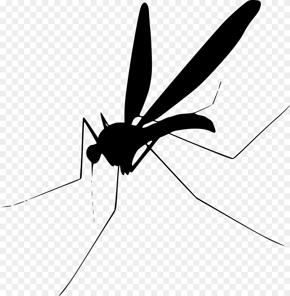 Mosquito, Animal, Insect, Invertebrate Free Png