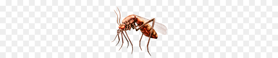 Mosquito, Animal, Bee, Insect, Invertebrate Png Image