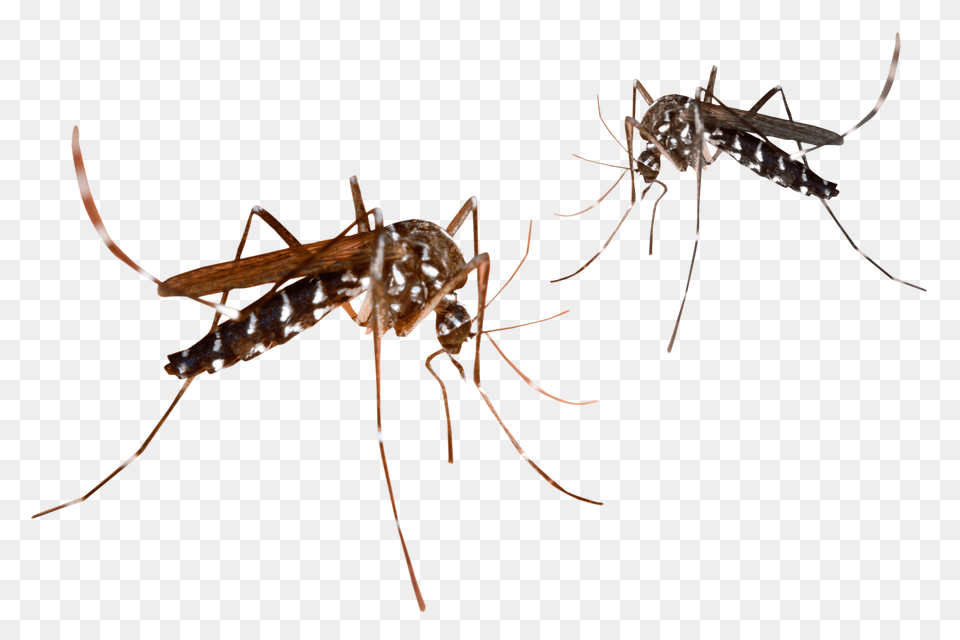 Mosquito, Animal, Insect, Invertebrate Free Png