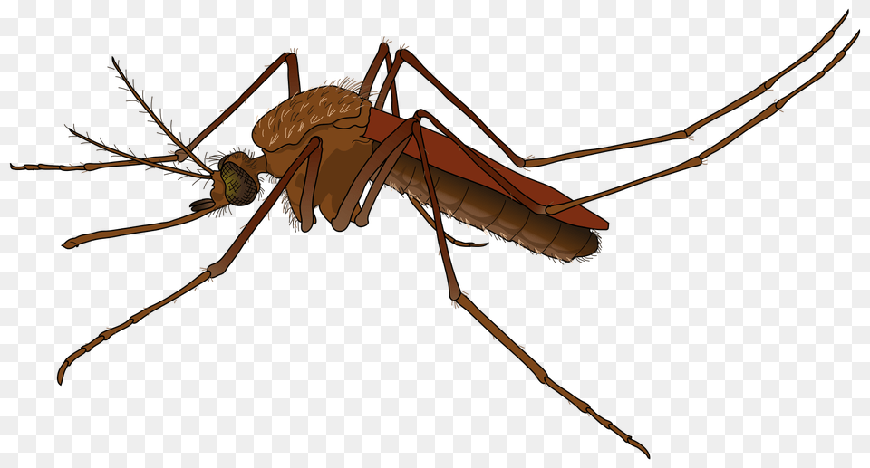 Mosquito, Animal, Insect, Invertebrate Free Png