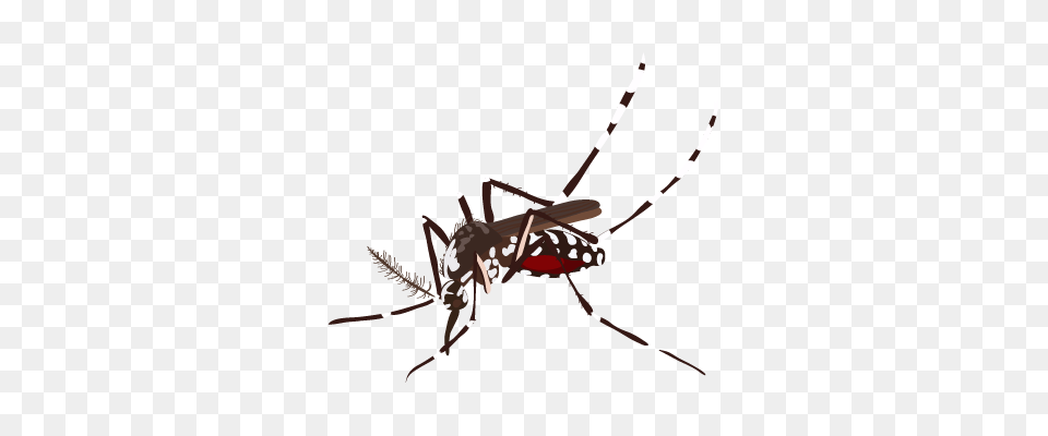 Mosquito, Animal, Insect, Invertebrate, Spider Free Transparent Png