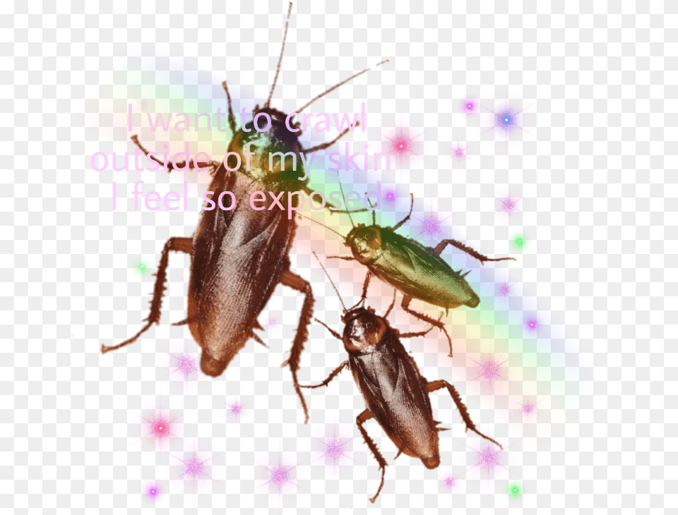 Mosquito, Animal, Person, Cockroach, Insect Free Png