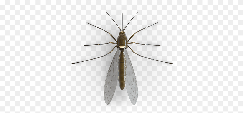 Mosquito, Animal, Insect, Invertebrate Png Image