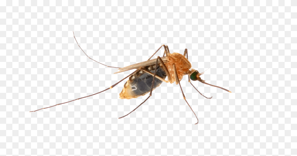 Mosquito, Animal, Insect, Invertebrate Png