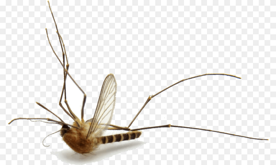 Mosquito, Animal, Insect, Invertebrate Free Transparent Png