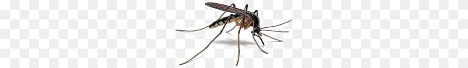 Mosquito, Animal, Bow, Weapon, Insect Png